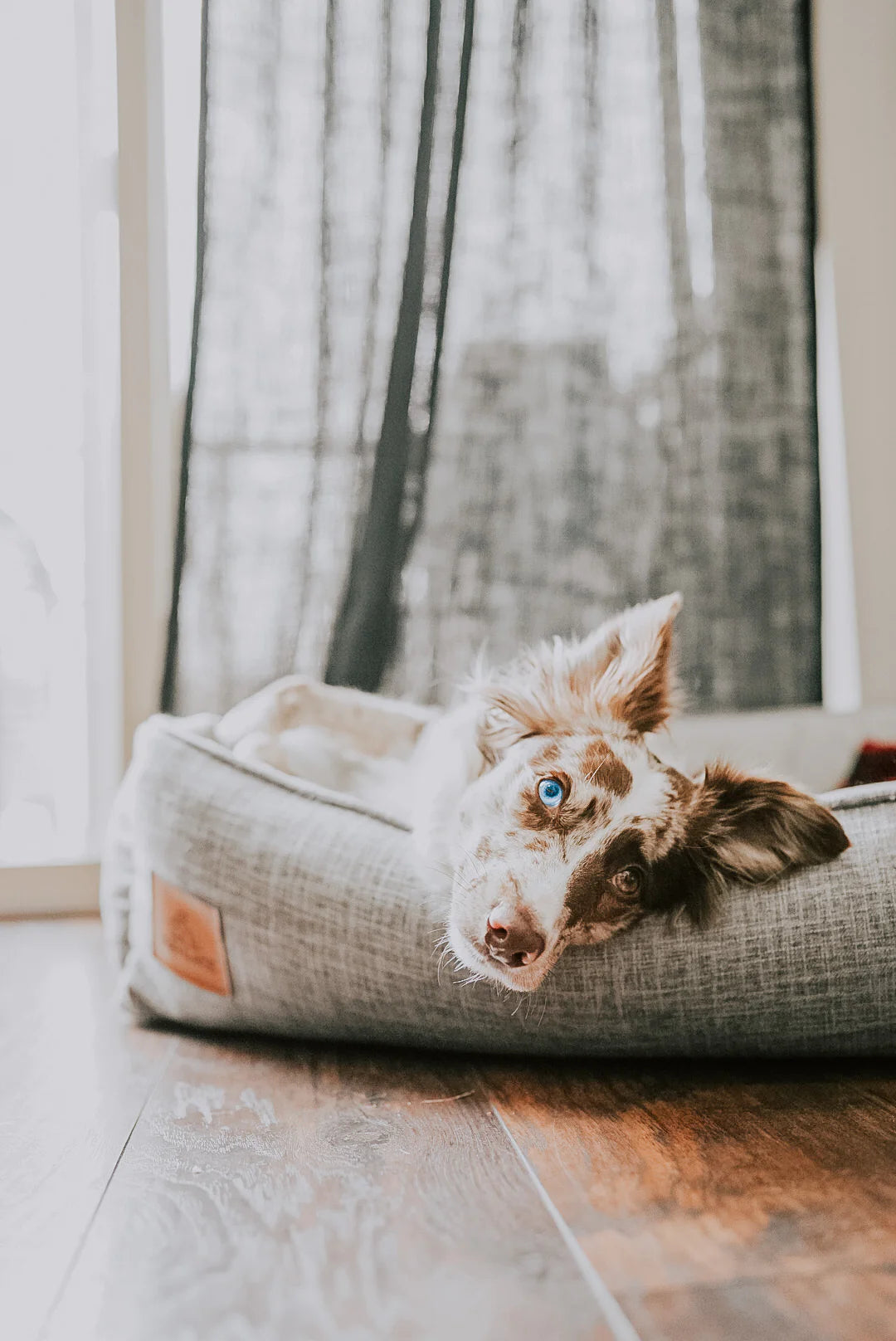 Orthopaedic Dog Beds: The Best Thing for a Happier and Healthier Pup